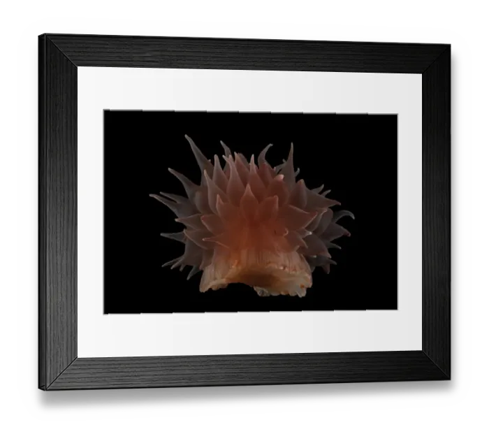 Framed Print : Deepsea Anemone from a coral seamount, Indian ocean, November 2011
