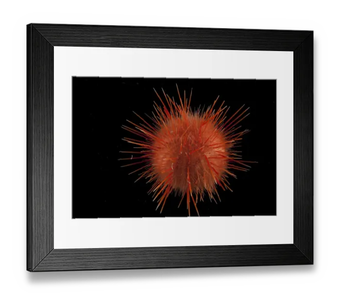 Framed Print : Sea urchin (echinoidae). Collected from coral sea mount near Dragon vent field on SW Indian Ridge Framed Print : Sea urchin (echinoidae). Collected from coral sea mount near Dragon vent field on SW Indian Ridge