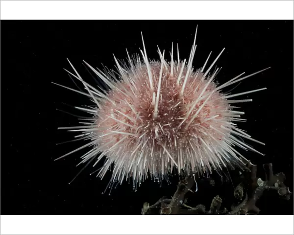 Sea urchin (echinoidae). Collected from coral sea mount near Dragon vent field on SW Indian Ridge