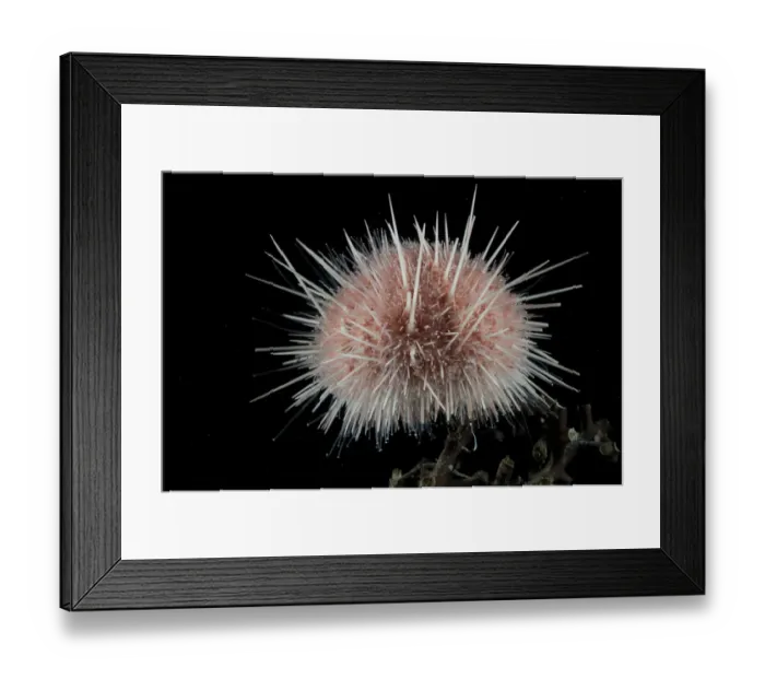 Framed Print : Sea urchin (echinoidae). Collected from coral sea mount near Dragon vent field on SW Indian Ridge Framed Print : Sea urchin (echinoidae). Collected from coral sea mount near Dragon vent field on SW Indian Ridge