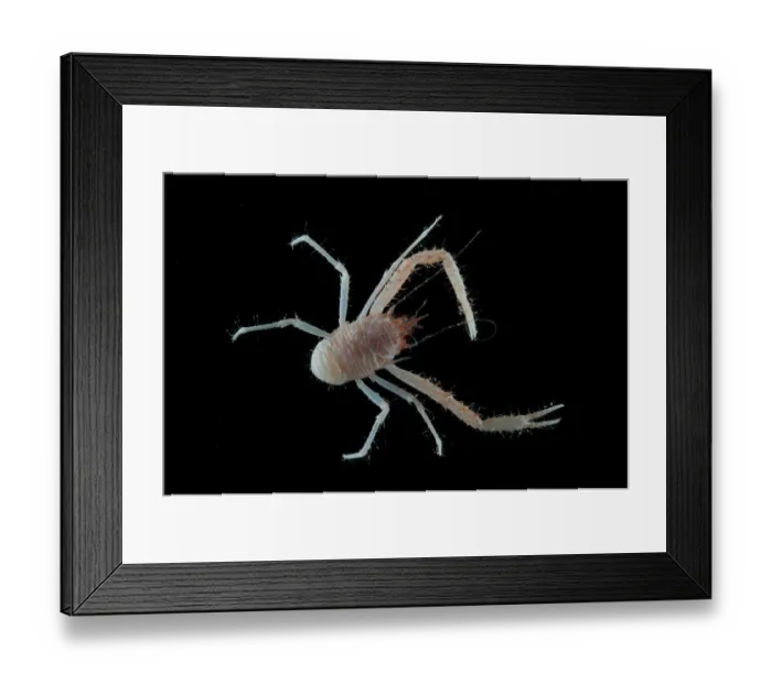 Framed Print : Squat lobster (Galathea sp. ) from coral sea mount Framed Print : Squat lobster (Galathea sp. ) from coral sea mount