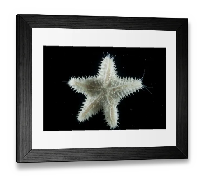 Framed Print : Starfish (Asteroid) with sensory and locomotive hydraulic tube feet extended Framed Print : Starfish (Asteroid) with sensory and locomotive hydraulic tube feet extended
