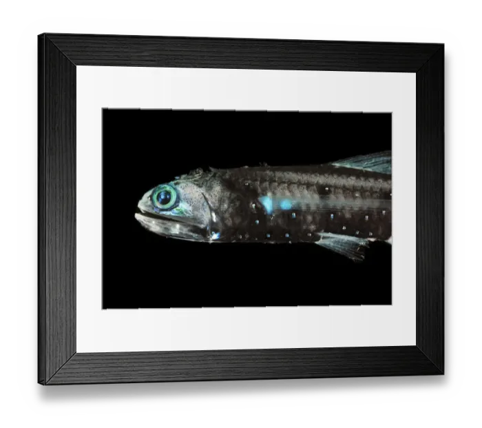 Framed Print : Lanternfish (Lepidophanes guentheri) - deepsea species showing bioluminescence Framed Print : Lanternfish (Lepidophanes guentheri) - deepsea species showing bioluminescence