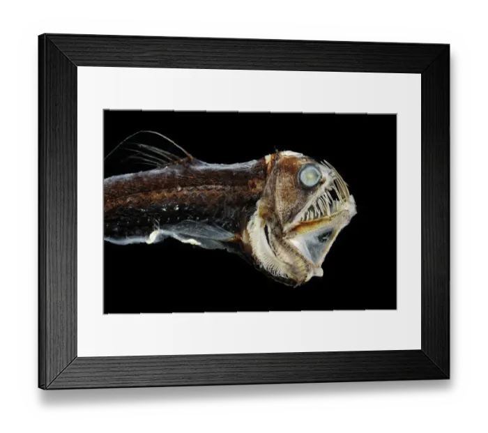 Framed Print : Viperfish (Chauliodus sloani) - deep sea specimen from Portugal Framed Print : Viperfish (Chauliodus sloani) - deep sea specimen from Portugal