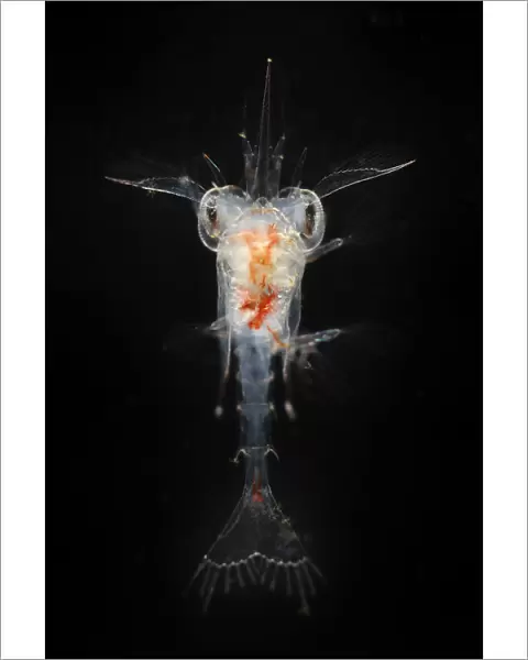 Deepsea planktonic stage of crab development, Trondheimsfjord, North Atlantic Ocean