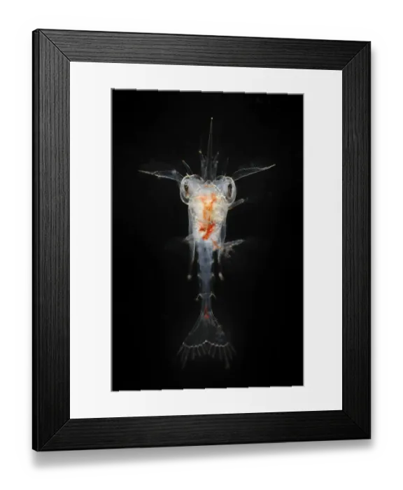 Framed Print : Deepsea planktonic stage of crab development, Trondheimsfjord, North Atlantic Ocean Framed Print : Deepsea planktonic stage of crab development, Trondheimsfjord, North Atlantic Ocean