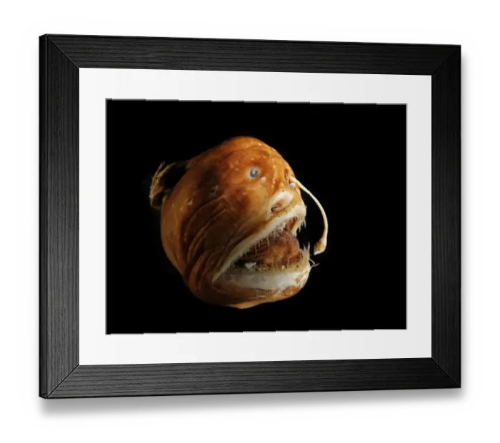 Framed Print : Deepsea Blackdevil fish (Melanocetus murrayi) female anglerfish specimen Framed Print : Deepsea Blackdevil fish (Melanocetus murrayi) female anglerfish specimen