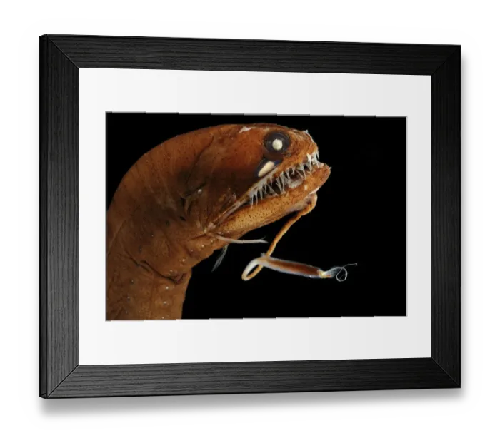 Framed Print : Dragonfish (Melanostomias melanops) - deep sea specimen from 2000m depth, nr Cape Verde Islands Framed Print : Dragonfish (Melanostomias melanops) - deep sea specimen from 2000m depth, nr Cape Verde Islands
