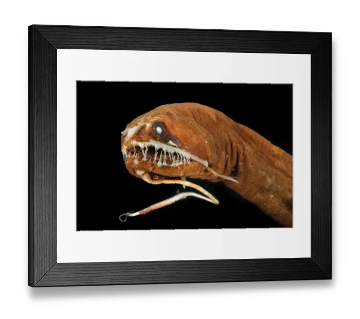 Framed Print : Dragonfish (Melanostomias melanops) - deep sea specimen from 2000m depth, nr Cape Verde Islands Framed Print : Dragonfish (Melanostomias melanops) - deep sea specimen from 2000m depth, nr Cape Verde Islands
