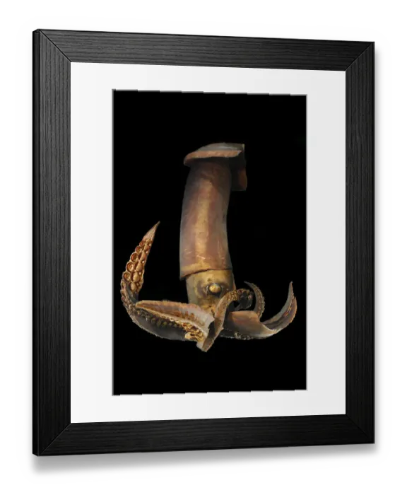 Framed Print : Wing-armed squid (Stenoteuthis pteropus) - deep sea specimen from South Atlantic Framed Print : Wing-armed squid (Stenoteuthis pteropus) - deep sea specimen from South Atlantic