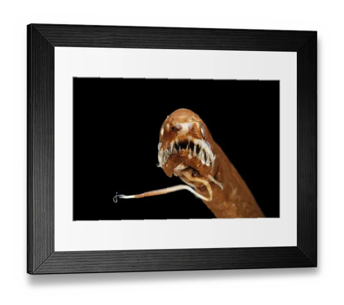 Framed Print : Dragonfish (Melanostomias melanops) - deep sea specimen from 2000m depth, nr Cape Verde Islands Framed Print : Dragonfish (Melanostomias melanops) - deep sea specimen from 2000m depth, nr Cape Verde Islands