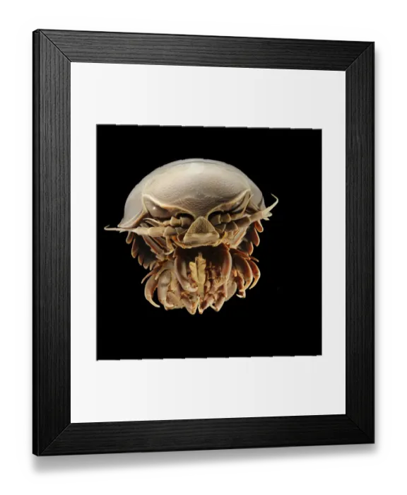 Framed Print : Giant deep-sea isopod (Bathynomus giganteus) Picture was taken in cooperation with Framed Print : Giant deep-sea isopod (Bathynomus giganteus) Picture was taken in cooperation with