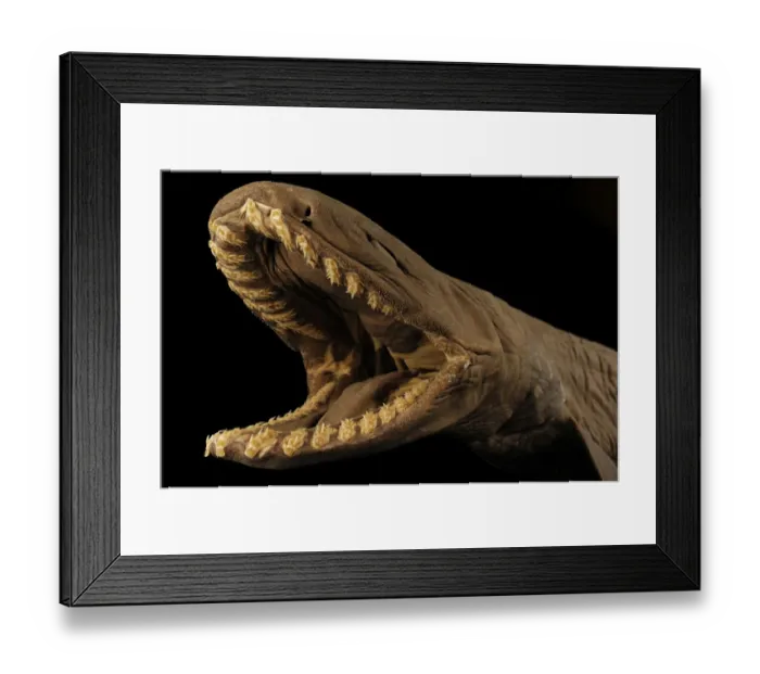 Framed Print : Frilled shark (Chlamydoselachus anguineus) specimen with mouth open, from Atlantic Ocean Framed Print : Frilled shark (Chlamydoselachus anguineus) specimen with mouth open, from Atlantic Ocean