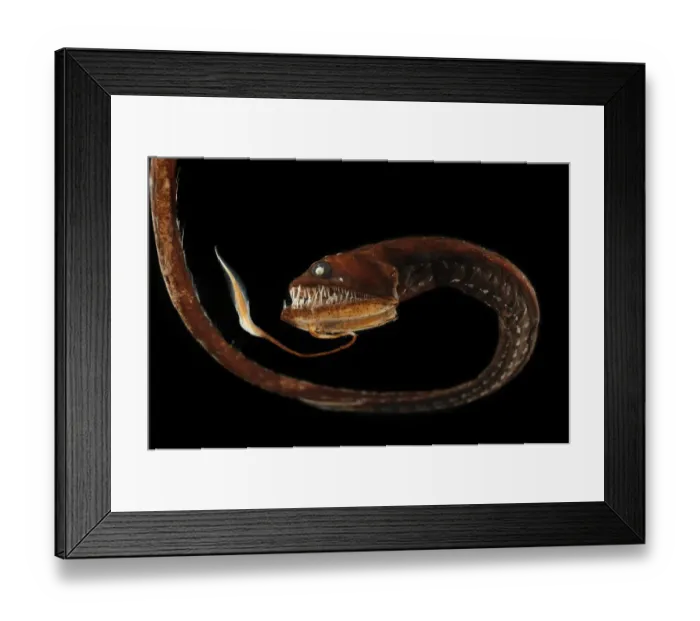 Framed Print : Ribbon sawtail fish (Idiacanthus fasciola) from Atlantic Ocean, at a depth of 800-1000m Framed Print : Ribbon sawtail fish (Idiacanthus fasciola) from Atlantic Ocean, at a depth of 800-1000m