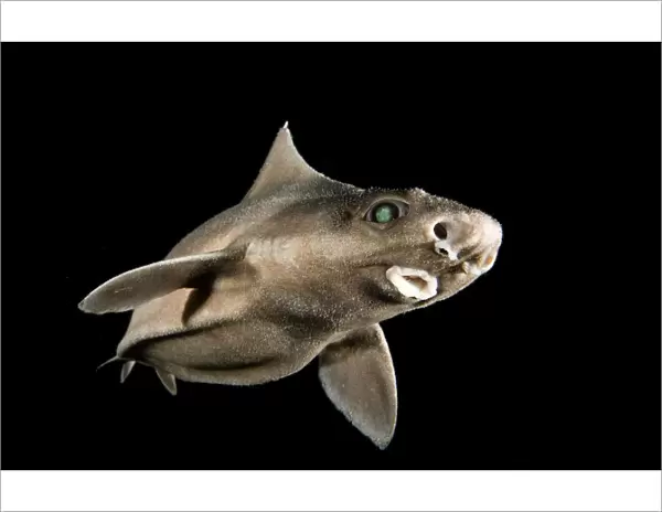 Angular roughshark (Oxynotus centrina) a deepsea species living at 80-300m depth