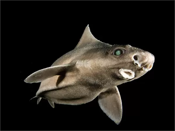 Angular roughshark (Oxynotus centrina) a deepsea species living at 80-300m depth