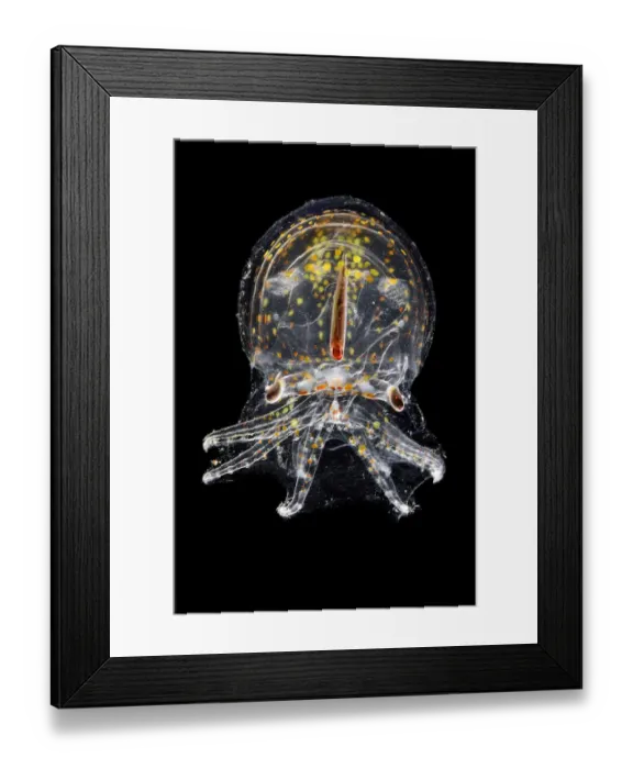 Framed Print : Juvenile deep water pelagic octopus (Vitreledonella richardi) semi-translucent species Framed Print : Juvenile deep water pelagic octopus (Vitreledonella richardi) semi-translucent species