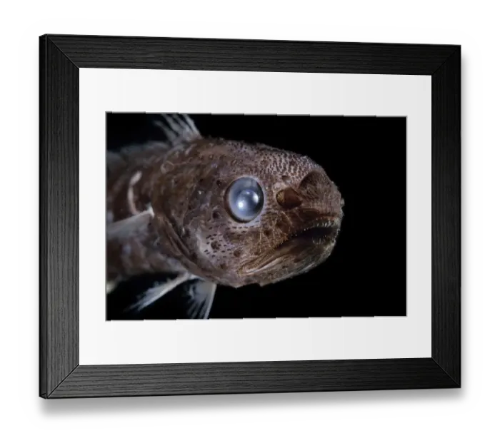 Framed Print : Tropical pelagic cod / Arrowtail (Melanonus zugmayeri) deep sea fish from Atlantic Framed Print : Tropical pelagic cod / Arrowtail (Melanonus zugmayeri) deep sea fish from Atlantic