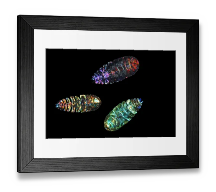 Framed Print : Marine planktonic Copepod (Sapphirina sp