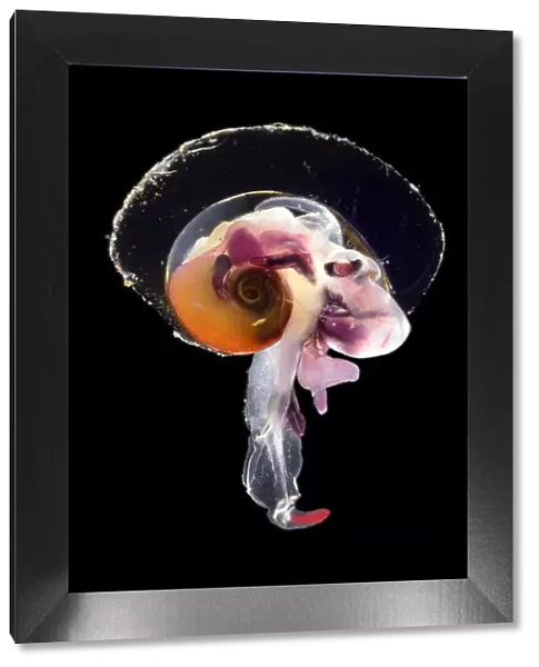 Pelagic mollusc (Oxygyrus keraudreni), captive deep sea species from Atlantic Ocean
