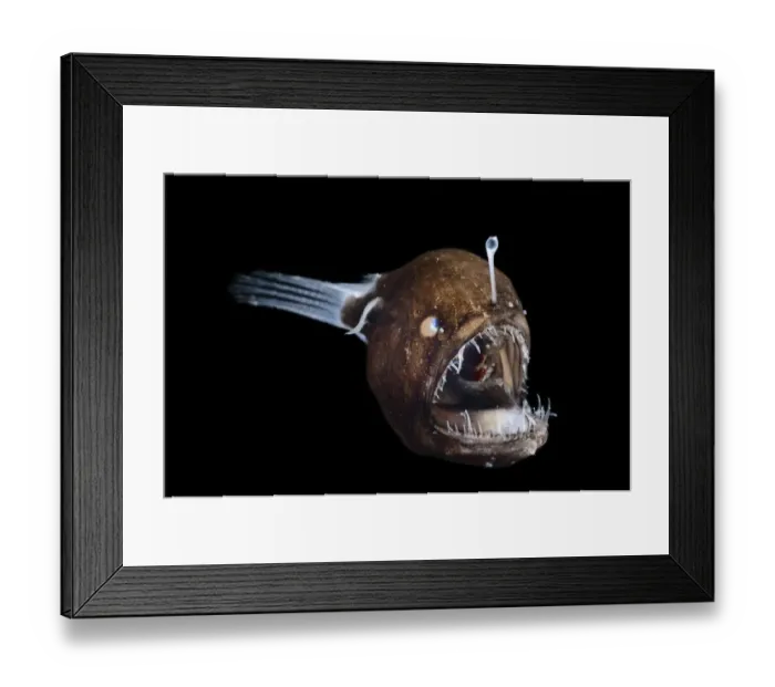 Framed Print : Johnsons abyssal seadevil, (Melanocetus johnsonii) deep sea species from Atlantic Framed Print : Johnsons abyssal seadevil, (Melanocetus johnsonii) deep sea species from Atlantic