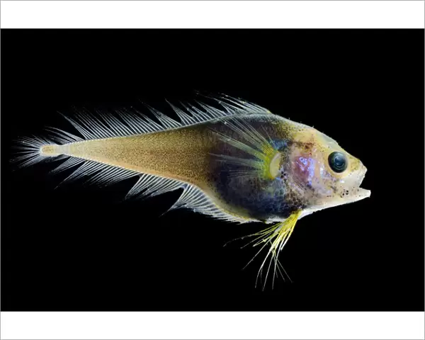 Deep sea fish (Moridae sp. ) from Atlantic Ocean off Cape Verde. Captive
