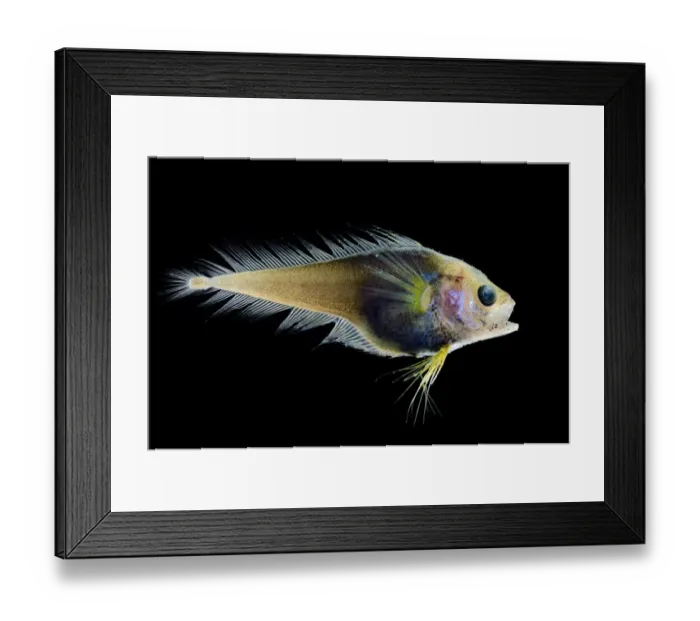 Framed Print : Deep sea fish (Moridae sp. ) from Atlantic Ocean off Cape Verde. Captive Framed Print : Deep sea fish (Moridae sp. ) from Atlantic Ocean off Cape Verde. Captive