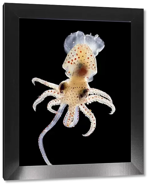 Squid (Histioteuthis sp. ) deep sea species from Atlantic Ocean off Cape Verde. Captive
