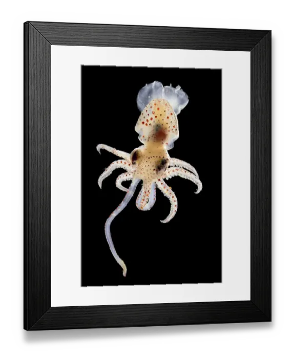 Framed Print : Squid (Histioteuthis sp. ) deep sea species from Atlantic Ocean off Cape Verde. Captive Framed Print : Squid (Histioteuthis sp. ) deep sea species from Atlantic Ocean off Cape Verde. Captive