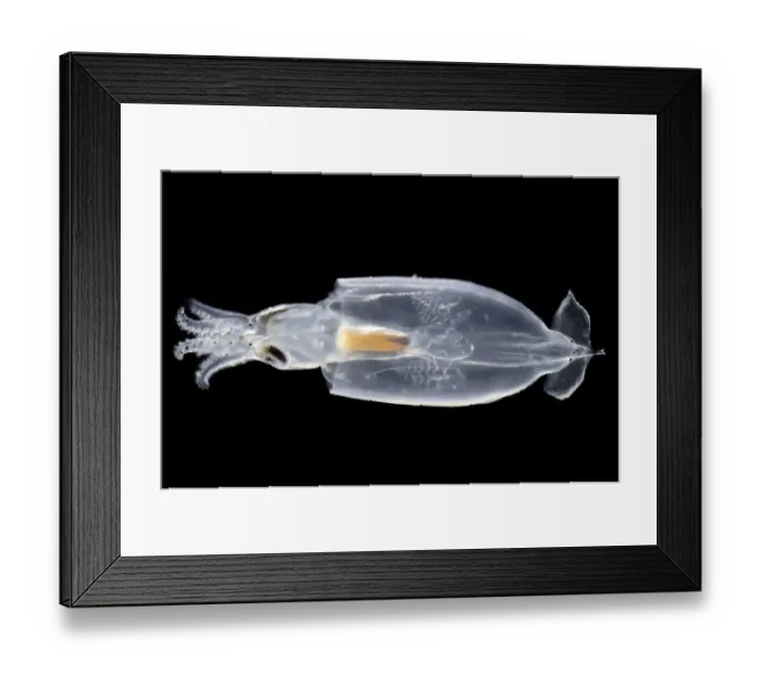 Framed Print : Juvenile Squid (Onychoteuthis sp. ) deep sea species from Atlantic Ocean off Cape Verde Framed Print : Juvenile Squid (Onychoteuthis sp. ) deep sea species from Atlantic Ocean off Cape Verde