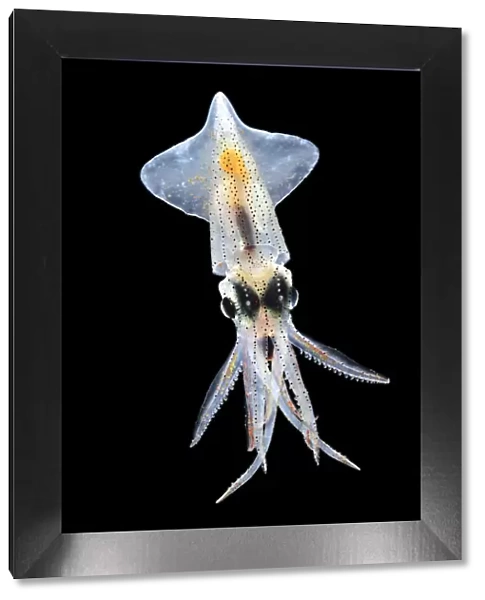 Squid (Abraliopsis atlantica), with photophores in 6 straight longitudinal rows on mantle visible