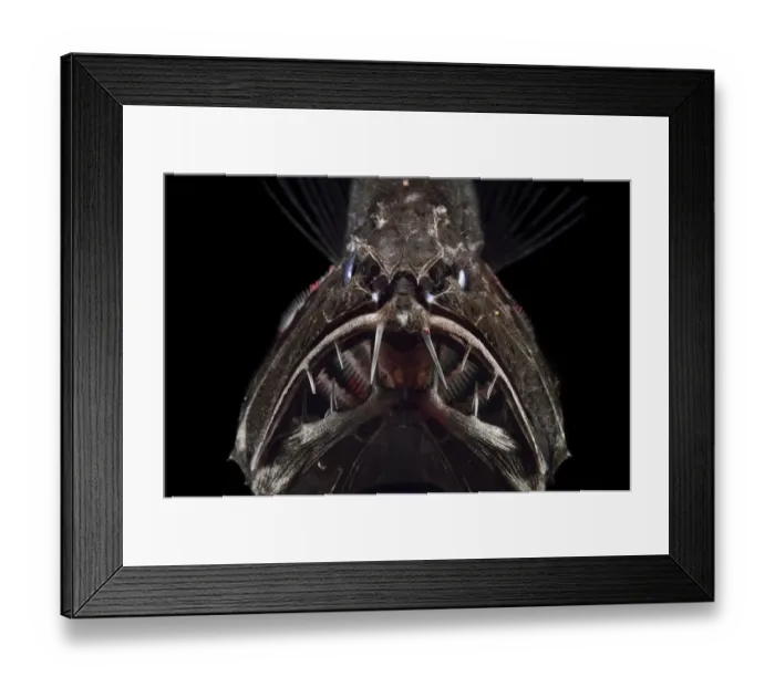 Framed Print : Common fangtooth (Anoplogaster cornuta) deep sea species from Atlantic Ocean close to Cape Verde Framed Print : Common fangtooth (Anoplogaster cornuta) deep sea species from Atlantic Ocean close to Cape Verde