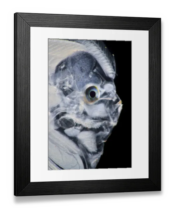 Framed Print : Flatfish (Bothidae sp) larva, Atlantic Ocean off Cape Verde. Captive Framed Print : Flatfish (Bothidae sp) larva, Atlantic Ocean off Cape Verde. Captive