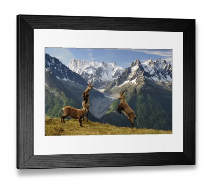 Framed Print : Ibex (Capra Ibex) fighting, Aiguilles Rouges National Nature Reserve, Haute-Savoie Framed Print : Ibex (Capra Ibex) fighting, Aiguilles Rouges National Nature Reserve, Haute-Savoie