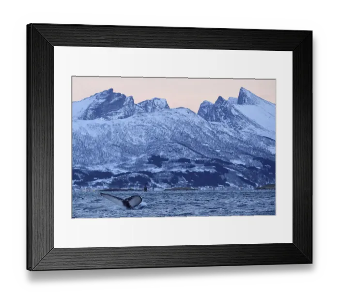 Framed Print : Humpback whale (Megaptera novaeangliae) tail fluke above water before diving, Senja Framed Print : Humpback whale (Megaptera novaeangliae) tail fluke above water before diving, Senja