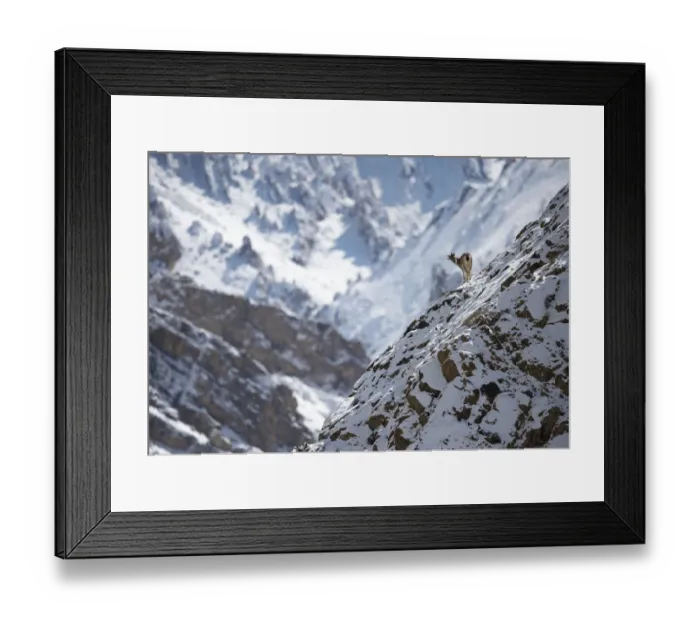 Framed Print : Blue sheep (Pseudois nayaur) Hemis National Park, Jammu and Kashmir, India Framed Print : Blue sheep (Pseudois nayaur) Hemis National Park, Jammu and Kashmir, India