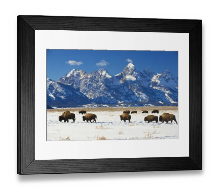 Framed Print : RF - American bisons (Bison bison) in Grand Teton National Park. winter. Wyoming, USA Framed Print : RF - American bisons (Bison bison) in Grand Teton National Park. winter. Wyoming, USA