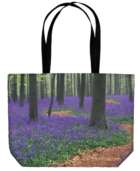 Path winding through Bluebell woodland {Hyacinthoides non-scripta} Belgium