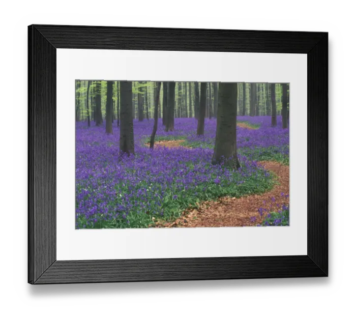 Framed Print : Path winding through Bluebell woodland {Hyacinthoides non-scripta} Belgium Framed Print : Path winding through Bluebell woodland {Hyacinthoides non-scripta} Belgium