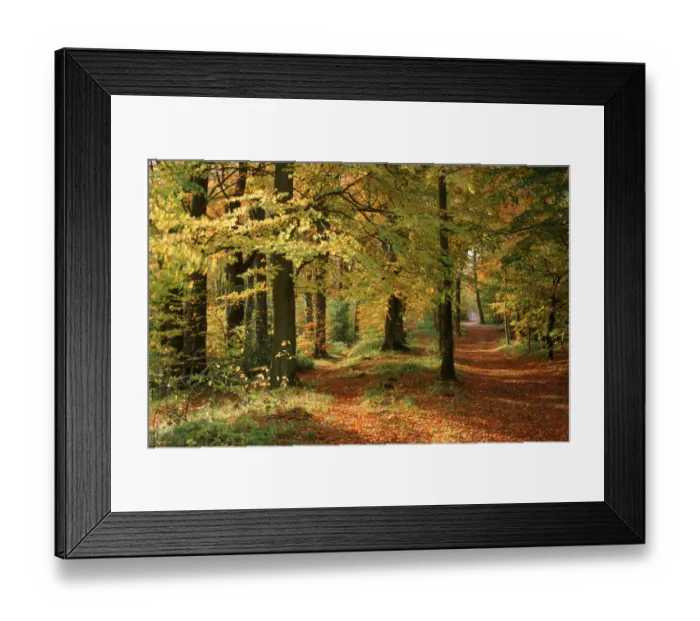 Framed Print : Autumn colours in Long Ridge Woods, Painswick, Cotswolds Framed Print : Autumn colours in Long Ridge Woods, Painswick, Cotswolds