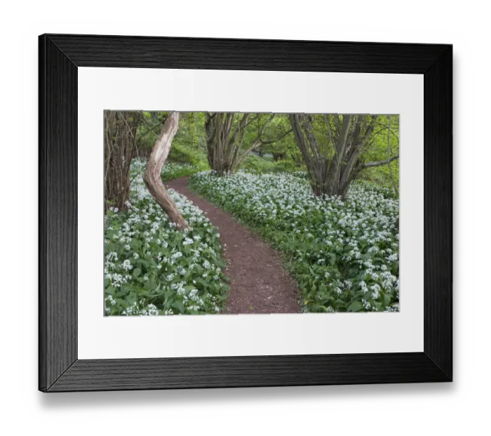 Framed Print : Footpath through Wild Garlic / Ramsons (Allium ursinum) carpeting deciduous woodland Framed Print : Footpath through Wild Garlic / Ramsons (Allium ursinum) carpeting deciduous woodland