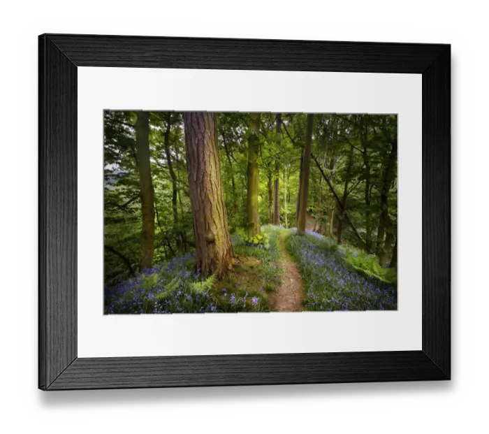 Framed Print : Bluebells {Endymion nonscriptus} flowering in woodland with path leading into distance Framed Print : Bluebells {Endymion nonscriptus} flowering in woodland with path leading into distance