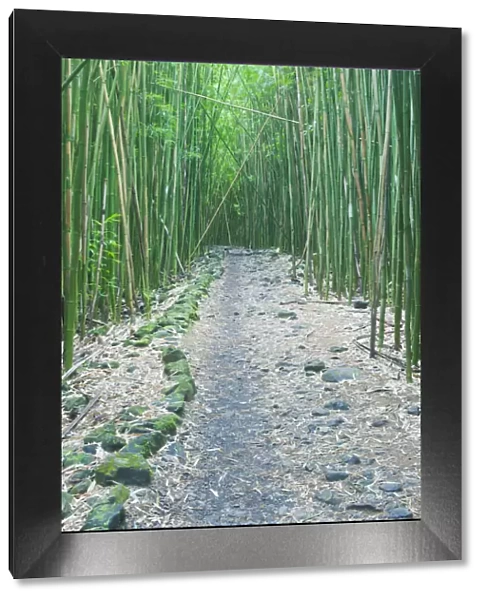 Pipiwai Trail through Bamboo (Poaceae) forest. Maui, Hawaii, February