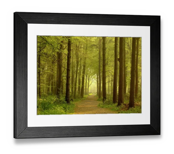 Framed Print : Path leading through forest, The National Forest, Midlands, UK, Spring 2011. 2020VISION Book Plate Framed Print : Path leading through forest, The National Forest, Midlands, UK, Spring 2011. 2020VISION Book Plate