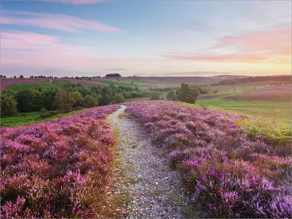 Path through heather flowering on lowland heathland, Rockford Common, Linwood, New