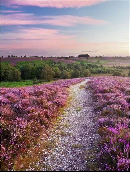 Path through Heather flowering on lowland heathland, Rockford Common, Linwood, New