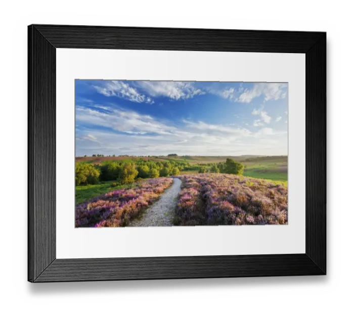 Framed Print : Path through Heather in bloom on lowland heathland, Rockford Common, Linwood, New Framed Print : Path through Heather in bloom on lowland heathland, Rockford Common, Linwood, New