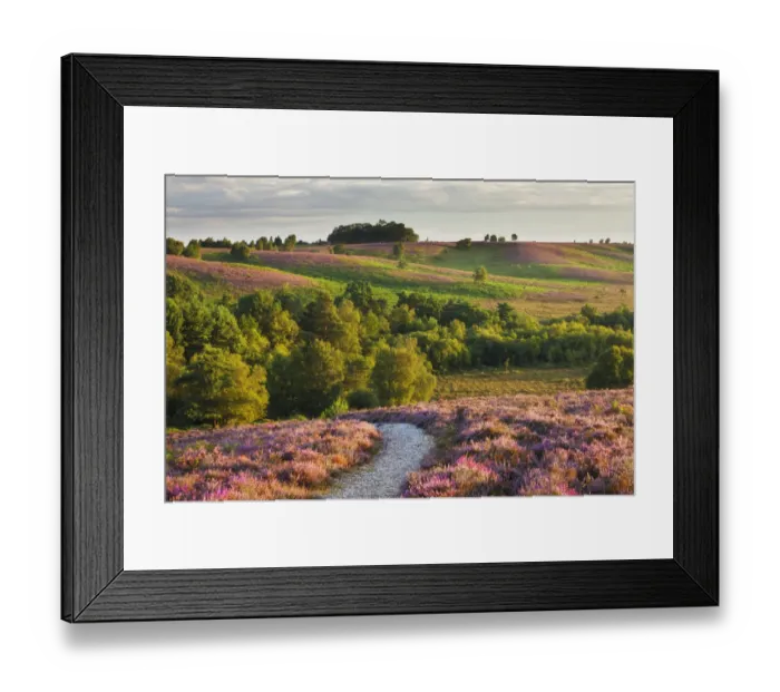 Framed Print : Path through Heather in bloom on lowland heathland, Rockford Common, Linwood, New Framed Print : Path through Heather in bloom on lowland heathland, Rockford Common, Linwood, New