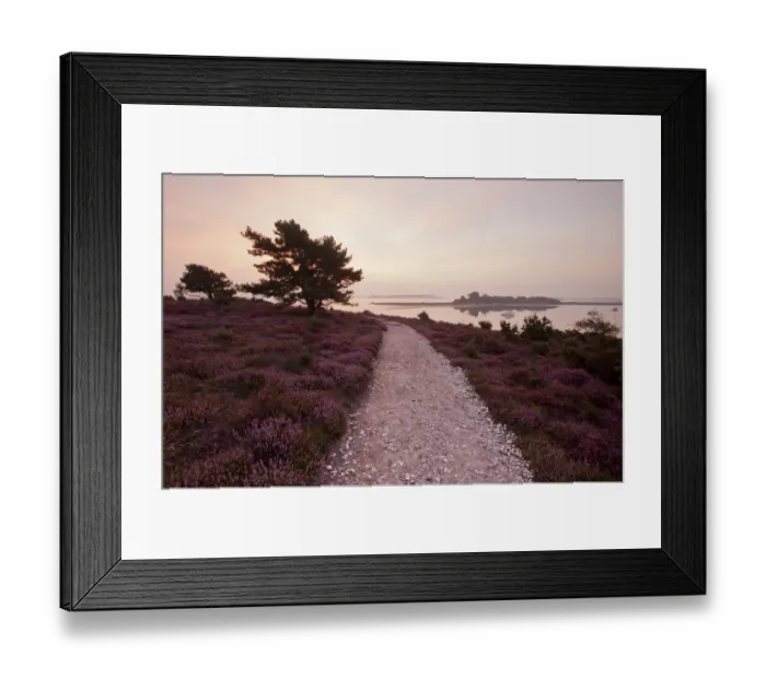 Framed Print : Path running through Common heather (Calluna vulgaris) in flower, with Brownsea Island Framed Print : Path running through Common heather (Calluna vulgaris) in flower, with Brownsea Island