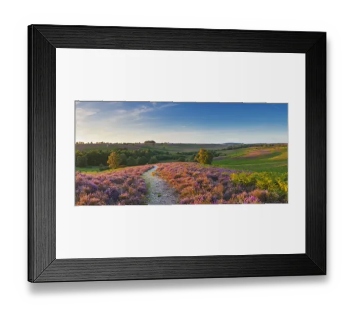 Framed Print : Path through Heather in bloom on lowland heathland, Rockford Common, Linwood, New Framed Print : Path through Heather in bloom on lowland heathland, Rockford Common, Linwood, New